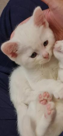 Image 9 of Stunning white kittens for sale