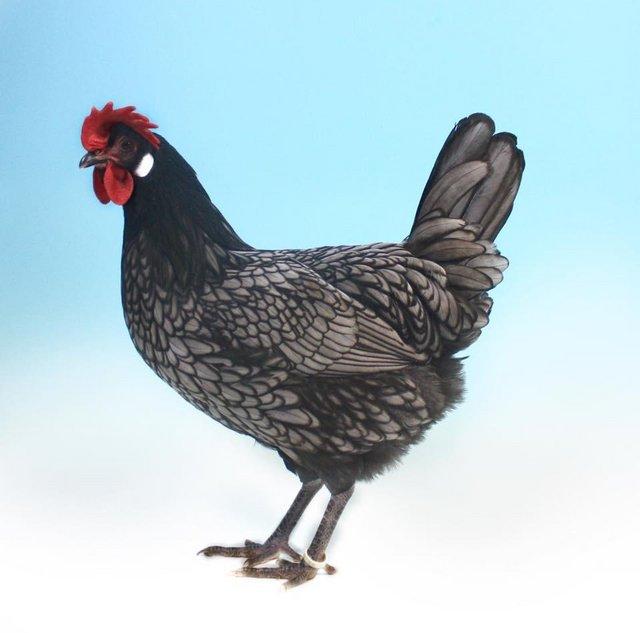 Preview of the first image of Blue Andalusian large fowl rare breed hens chickens chicks.