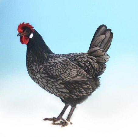 Image 1 of Blue Andalusian large fowl rare breed hens chickens chicks