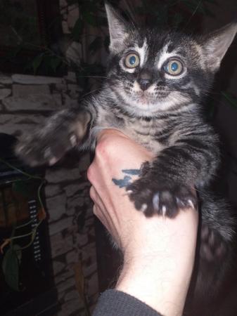 Image 3 of Bengal cross kittens for sale