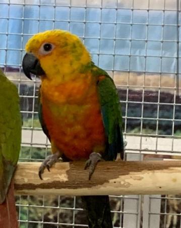 Image 9 of BIRDS/PARAKEETS/PARROTS AVAILABLE