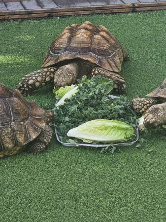 Image 1 of Adult Sulcata tortoises (breeding trio)