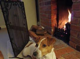 Image 1 of Jack Russell Terrier For Sale