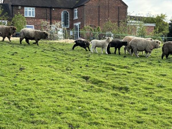 Image 2 of 8 Ryeland ewes with lambs at foot