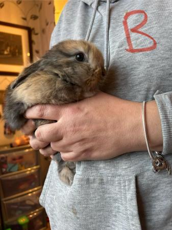 Image 4 of Baby lop ear rabbits ready