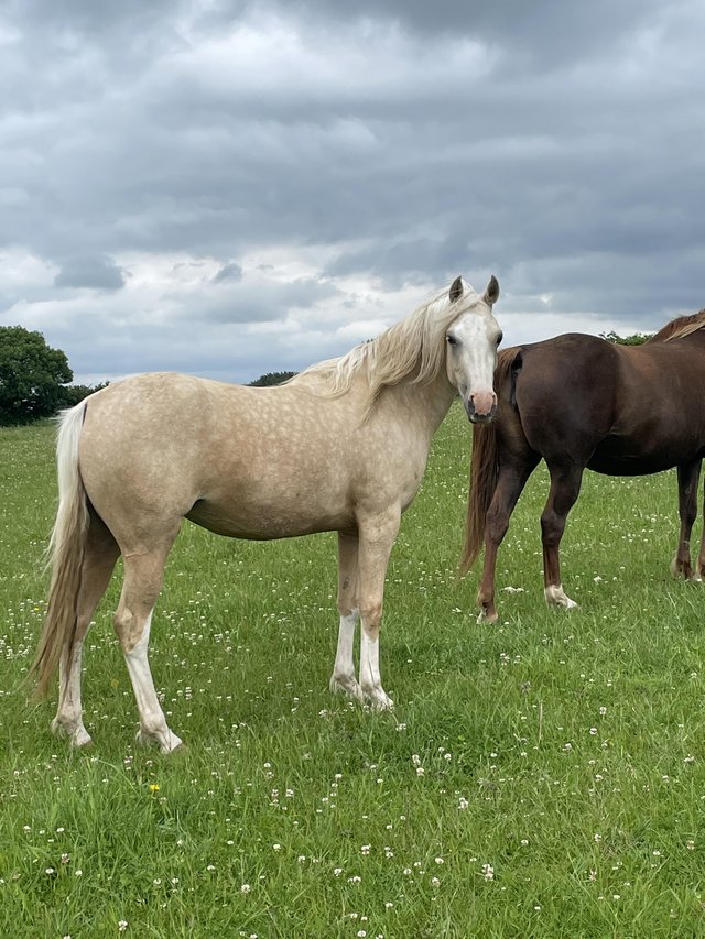Stunning Dappled Palomino Part Bred Arab For Sale in Southampton