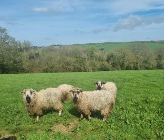 Image 3 of Three greyface dartmoor Cross ewes