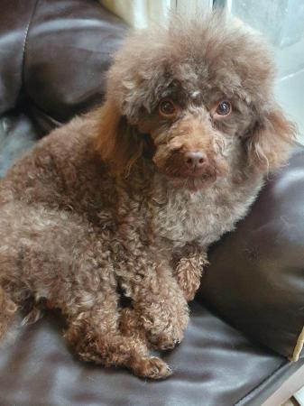 Image 7 of kc reg tiny chocolate toy poodle for stud only