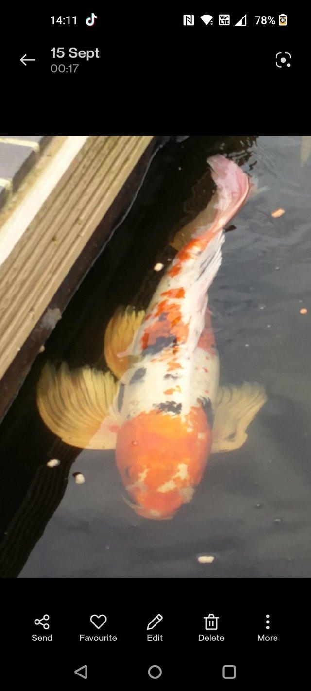 Preview of the first image of Wanted pond fish, koi carp, sturgeon.