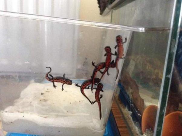 Image 4 of Chinese fire belly newts.  ......