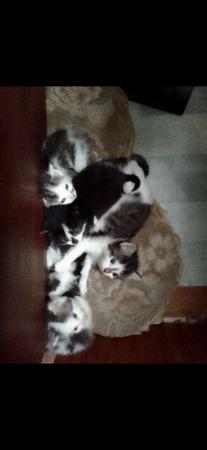 Image 7 of 4 kittens for sale looking for their forever sofa!!!