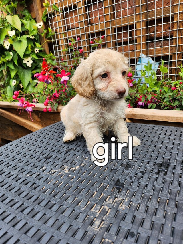 Preview of the first image of Stunning f1 cockapoo puppies ready now.