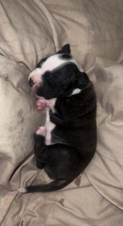 Image 17 of Beautiful Staffordshire Bull Terrier puppies