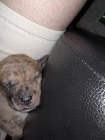 Image 21 of Staffordshire bull terrier puppies