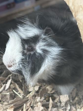 Image 4 of Male and female Guinea Pigs for sale