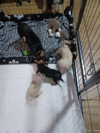 Image 4 of One male left 3/4 chihuahua 1/4 poodle puppy's one boy left