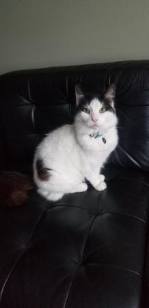 Image 1 of Adorable Persian cross cat. Needs rehoming