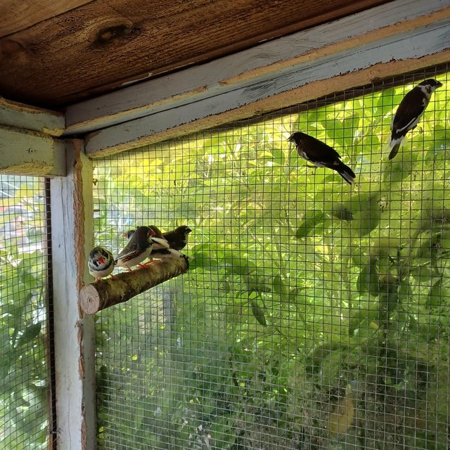 FOR SALE... DIAMOND DOVES ALSO FINCHES For Sale in Leicester