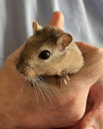 Image 16 of Male Gerbils available for sale