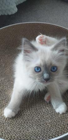 Image 1 of Pure Breed Ragdoll Kittens