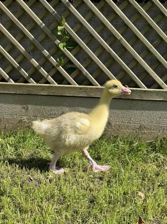 Image 1 of Embden goslings available now