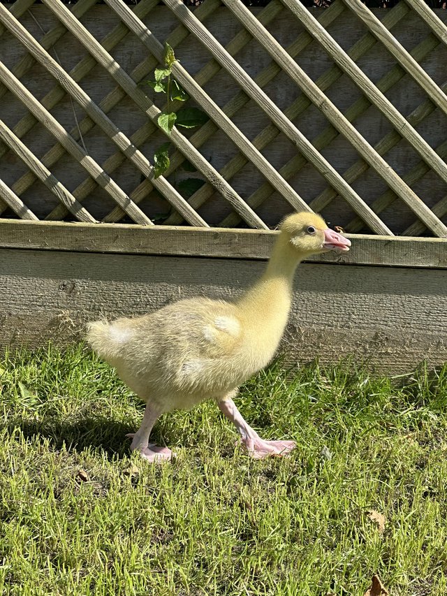 Preview of the first image of Embden goslings available now.