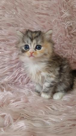 Image 3 of Chinchilla Persian x turkish calico kittens 1 girl left