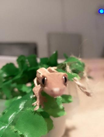 Image 2 of Lily White Crested Gecko for sale £100
