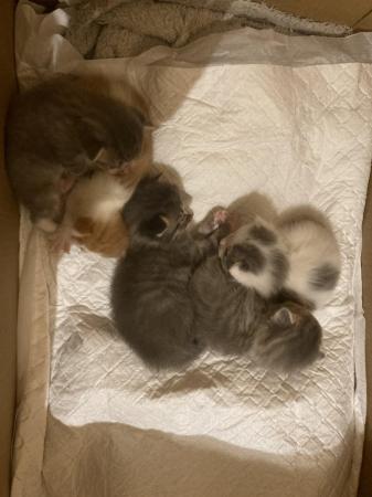 Image 5 of Beautiful kittens ready to leave 21/6/24