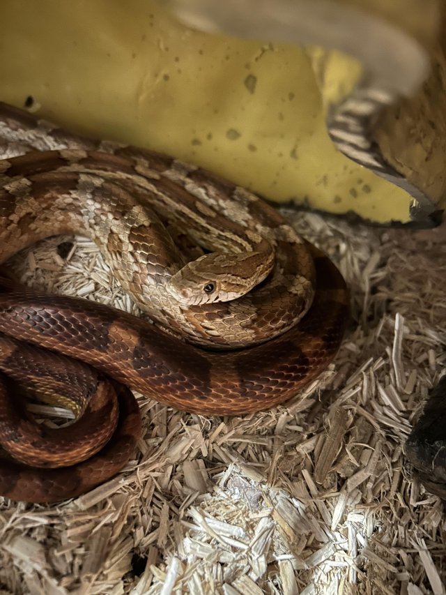 Preview of the first image of 2 x 5yr Old Corn Snakes for sale.