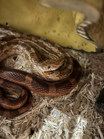 Image 1 of 2 x 5yr Old Corn Snakes for sale