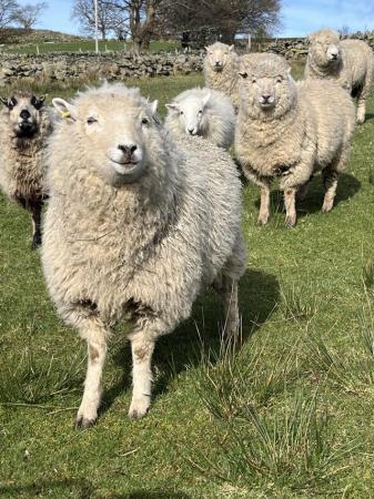 Image 3 of Rayland X  weather lambs