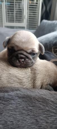 Image 9 of Last boy remaining * Pug puppy ready to leave now