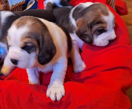 Image 18 of 2 BEAUTIFUL (KC REGISTERED) BEAGLE PUPPIES