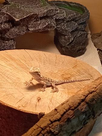 Image 2 of Babies bearded dragons are looking for forever home