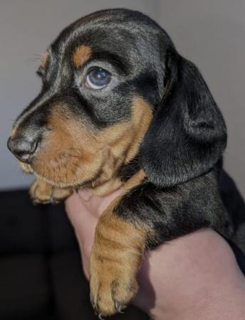 Image 8 of Last 2 ready now!!! KC registered miniature dachshunds