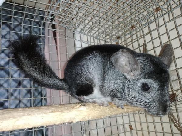 Image 2 of Cheeky Chinchillas for Sale