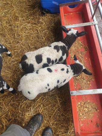 Image 3 of Pedigree Dutch spotted cade lambs**2 tups left**
