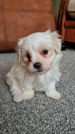 Image 2 of Beautiful Maltese x Russian toy terrier puppies