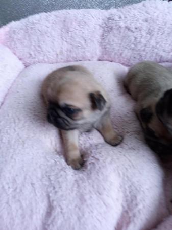 Image 8 of Beautiful pug Puppies ...10 day old pugs 4 available