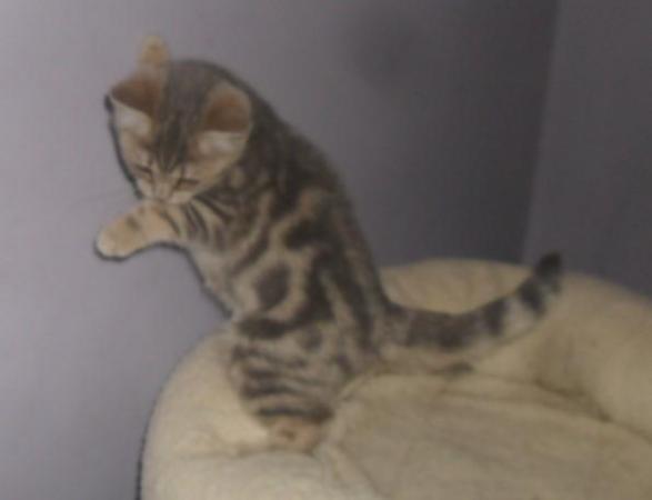 Image 1 of *READY NOW* British Shorthair Blue Female Kitten