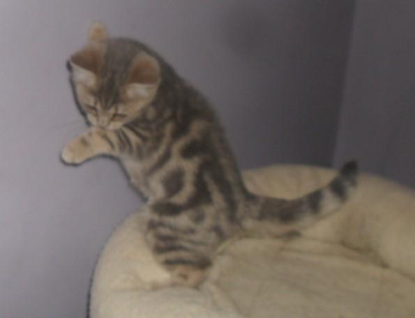 Preview of the first image of *READY NOW* British Shorthair Blue Female Kitten.
