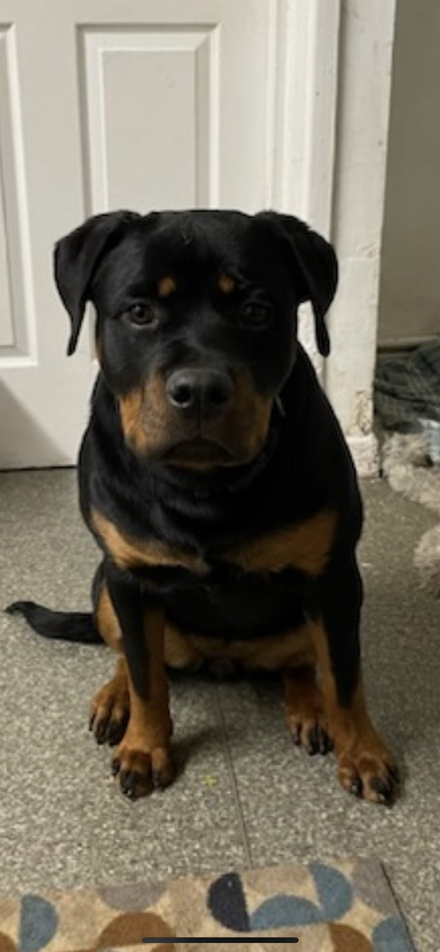 Preview of the first image of Beautiful Rottweiler puppy for sale.