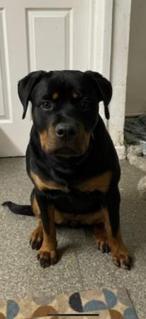 Image 1 of Beautiful Rottweiler puppy for sale