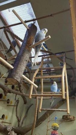 Image 6 of !!!For sale young budgies for rehoming!!!