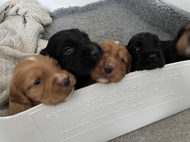 Preview of the first image of The most gorgeous litter of tiny cocker spaniels.