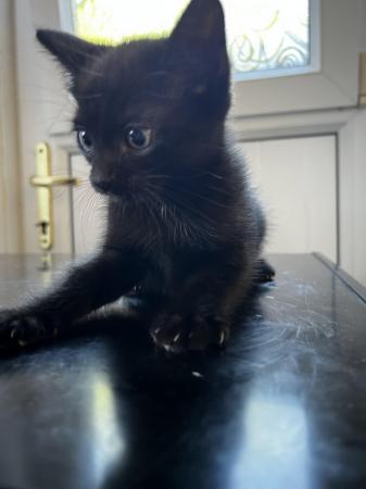 Image 6 of 1 black playfull kitten looking for a loved forever homes