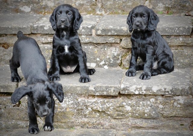 Image 8 of working cocker spaniel puppies for sale KCreg