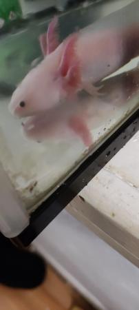 Image 3 of Juvenile leucistic Axolotl 5 months old