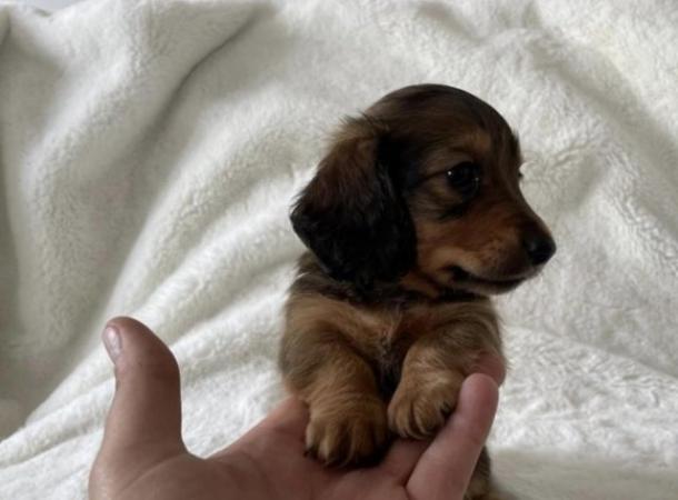 Image 7 of Long Haired Miniature Dachshund Puppies